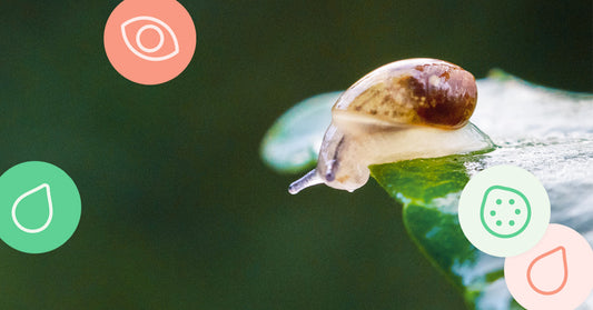 Un vistazo al ingrediente: Baba de caracol